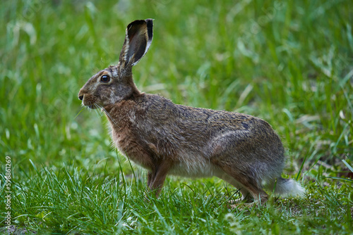 Wild adult hare in the forest