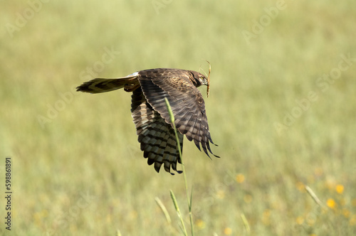 Female Montagu's harrier flying in a ceral field within her breeding territory at the first light of a spring day
