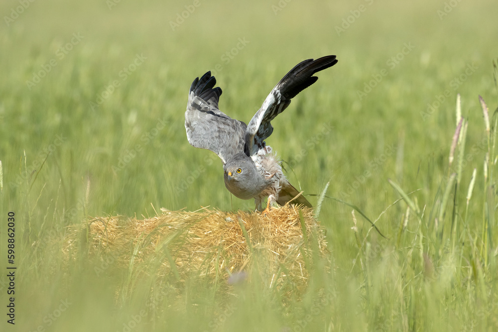 Fototapeta premium Male Montagu's harrier on his favorite perch in a ceral field within his breeding territory at first light on a spring day