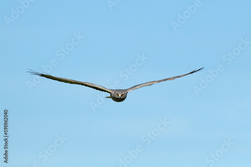Male Montagu s harrier flying in his breeding territory at the first light of a spring day in a cereal steppe