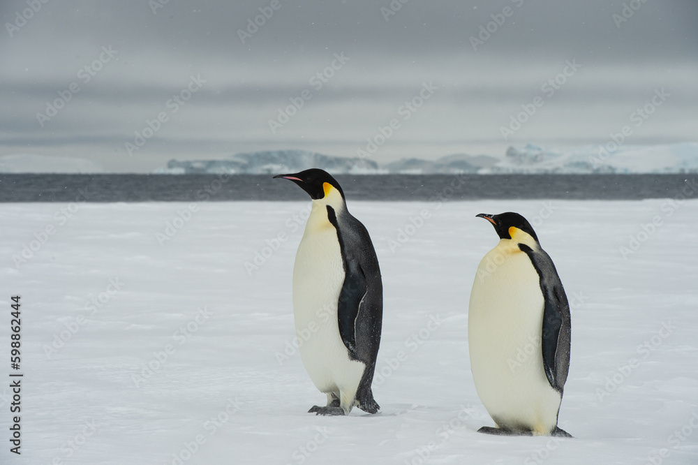 Fototapeta premium Two Emperor Penguin an Snow Hill Antarctica