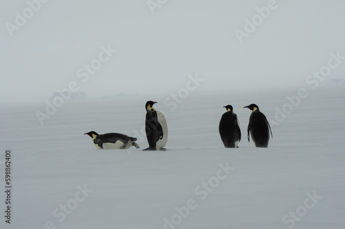  Emperor Penguins an Snow Hill Antarctica