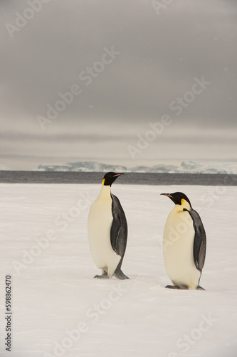 Two  Emperor Penguin an Snow Hill Antarctica