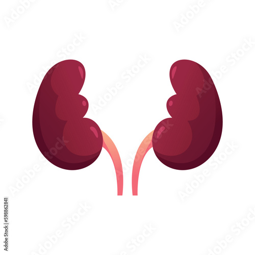 Human Kidneys Isolated on White Background. Concept of Urinary System. Human Organ Icon. Vector Illustration in Cartoon Style.