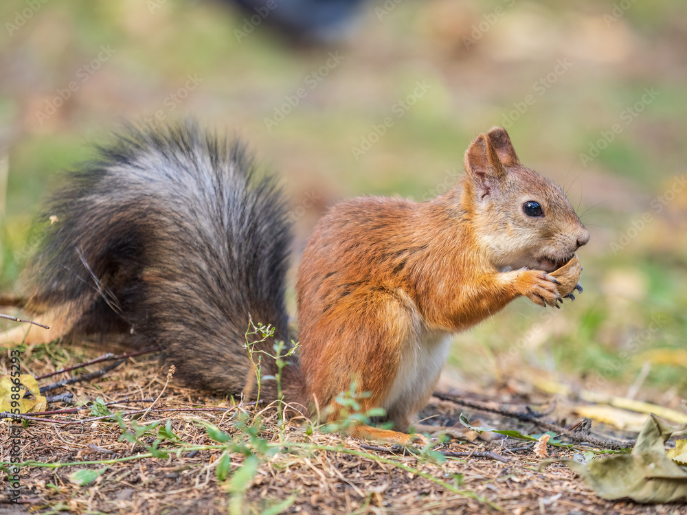 Autumn squirrel with nut sits on green grass with fallen yellow leaves Autumn squirrel with nut sits on green grass with fallen yellow leaves