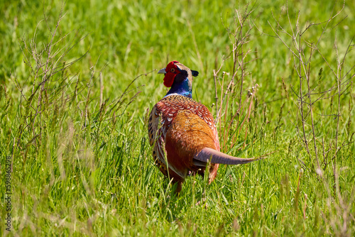 Wallpaper Mural Colorful pheasant male in the wheat field, in the mating season Torontodigital.ca