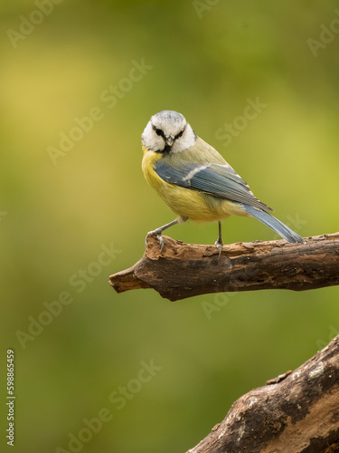 Mésange bleue