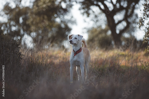 Beautiful full body portrait of a crossbreed female dog in the forest in Madrid