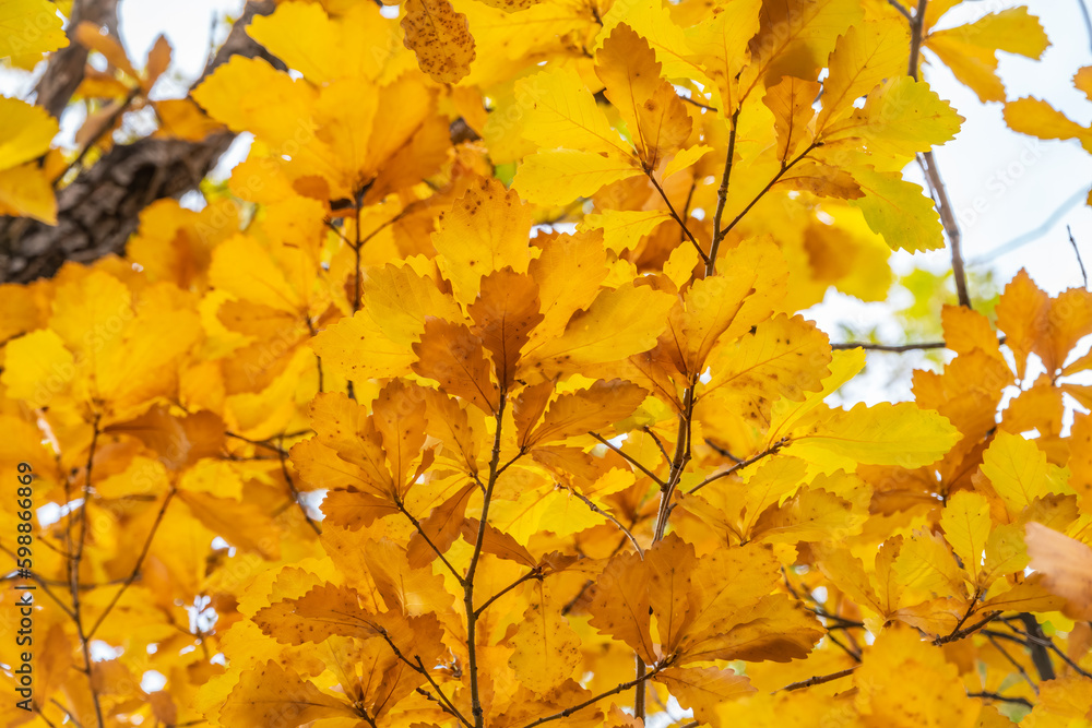 Oak branches with yellow leaves in autumn park Oak branches with yellow leaves in autumn park