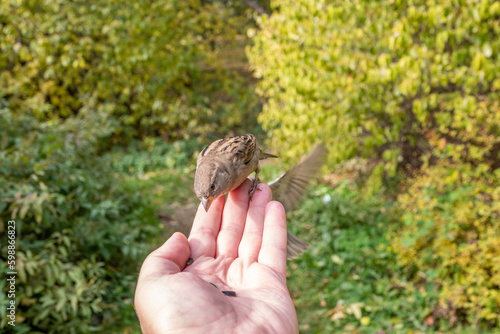 Sparrow eats seeds from a man s hand