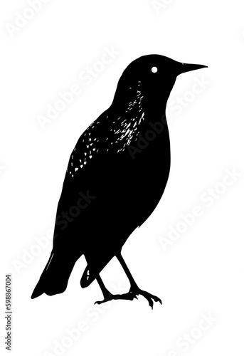 Foto silhouette of a starling