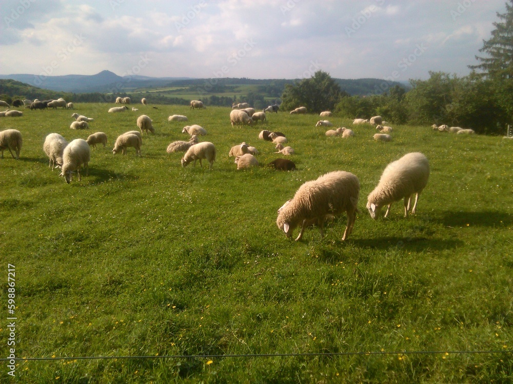 Schafherde Schafherde