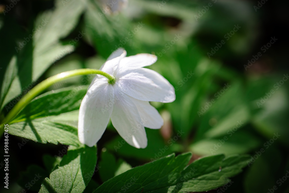 Fototapeta premium White wood anemone flower looking down with visible hairy stem and leaves also known as windflower, thimbleweed, smell fox