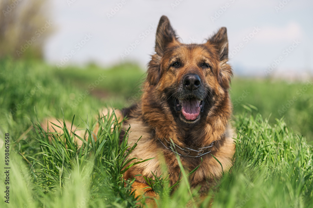 Happy smiling German Shepherd dog lying in the meadow amongst tall green grass, looking at the camera, focus on the nose. Happy smiling German Shepherd dog lying in the meadow amongst tall green grass, looking at the camera, focus on the nose.