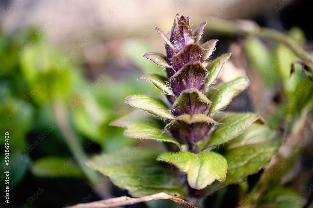 Closeup of pyramidal bugle plants in violet purple color growing in forest spring sunlight Closeup of pyramidal bugle plants in violet purple color growing in forest spring sunlight