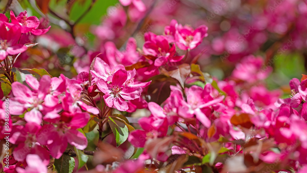 Blühender Zierapfelbaum im Frühling Blühender Zierapfelbaum im Frühling