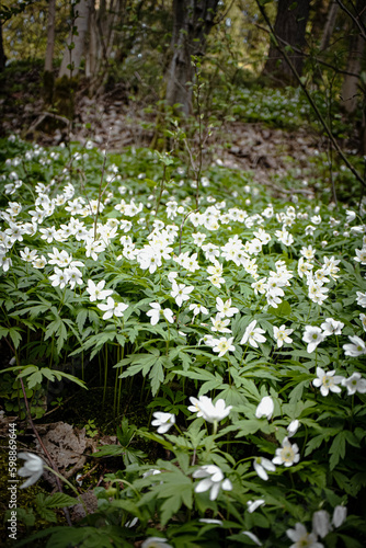 Forest hill filled with wood anemone white flowers in sunset light