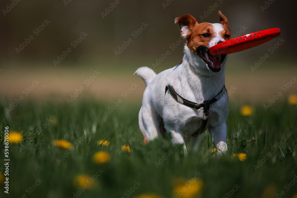Jack Russel