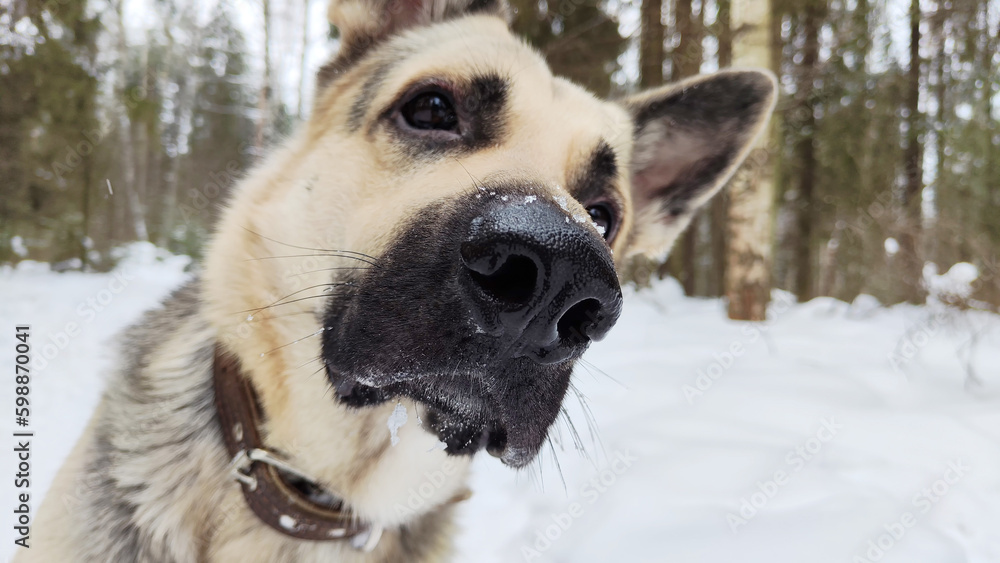 Portrait and muzzle of Dog German Shepherd and black nose. Russian eastern European dog veo and partial focus Portrait and muzzle of Dog German Shepherd and black nose. Russian eastern European dog veo and partial focus