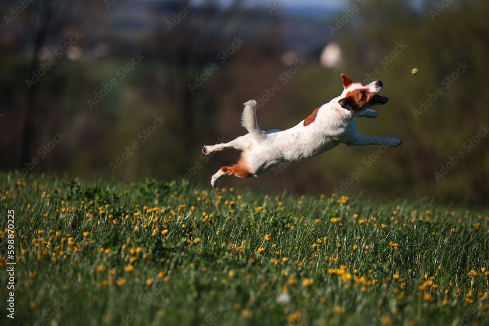 Jack Russel