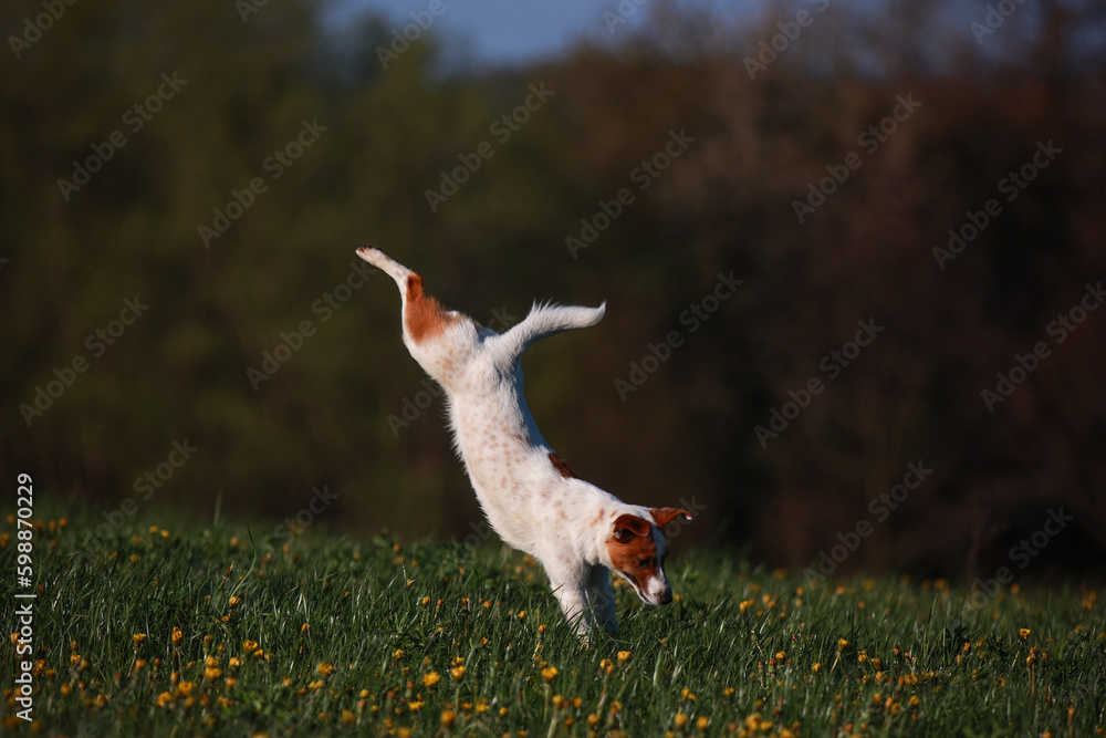 Jack Russel