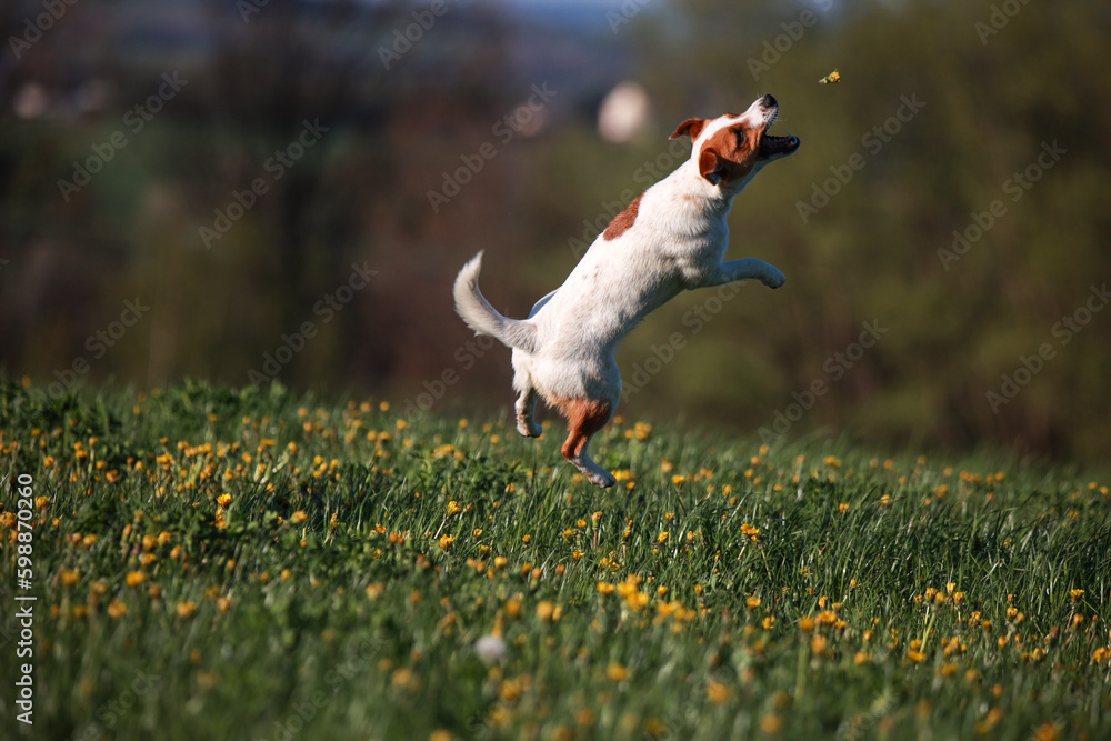 Jack Russel