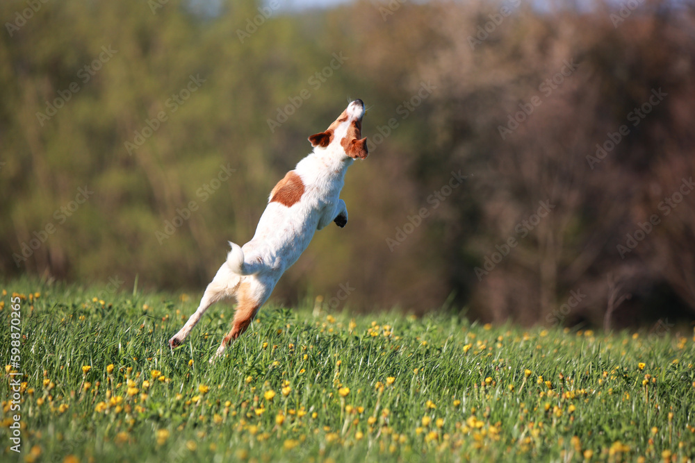 Jack Russel