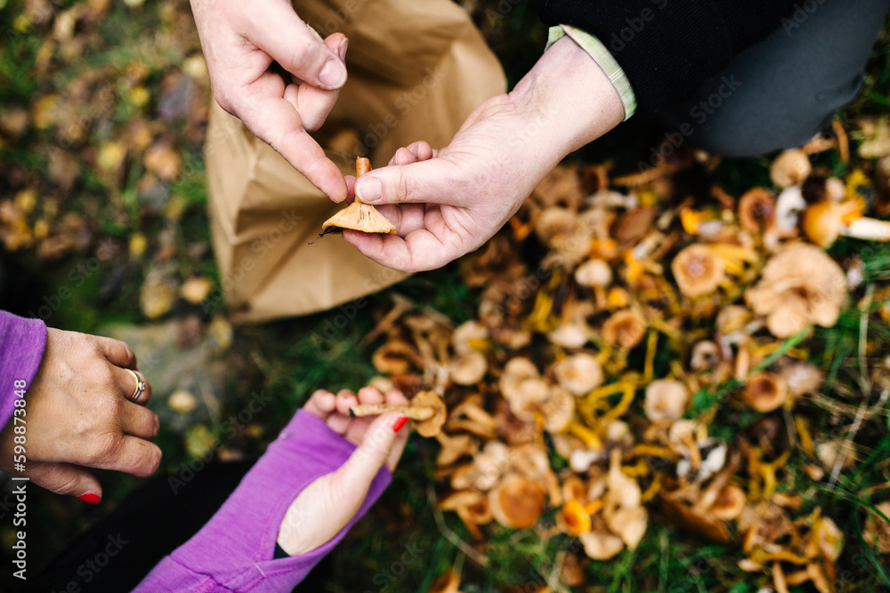 People picking mushrooms in forest People picking mushrooms in forest