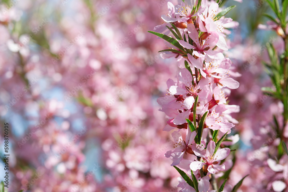 Blooming pink sakura blossom. Spring background of macro almond blossom tree branch. Happy Passover background. World environment day concept. Easter, Birthday, womens holiday banner. Selective focus Blooming pink sakura blossom. Spring background of macro almond blossom tree branch. Happy Passover background. World environment day concept. Easter, Birthday, womens holiday banner. Selective focus