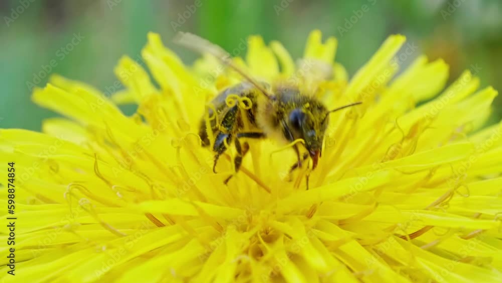 A Bee perched on a Dandelion flower sucking flower essence. Slow motion shot. A Bee perched on a Dandelion flower sucking flower essence. Slow motion shot.