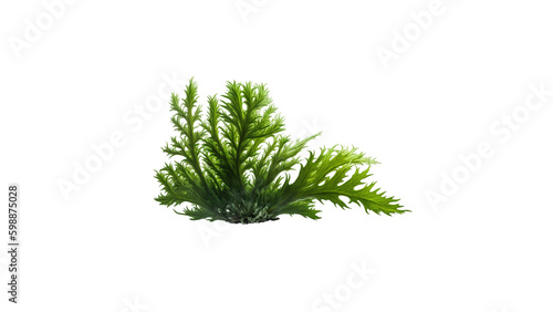 3d rendering of Green Codium Sea Weed isolated on transparent background, Generative AI