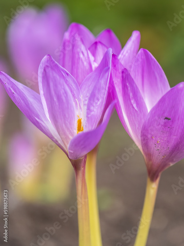 A close-up of Purple Crocus Flowers in Spring.