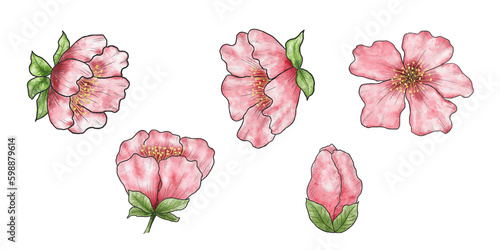 Watercolor set of Chinese cherry blossoms. Hand drawing, clipart. Design for stickers, postcards and posters. Spring pink flowers. © Olga