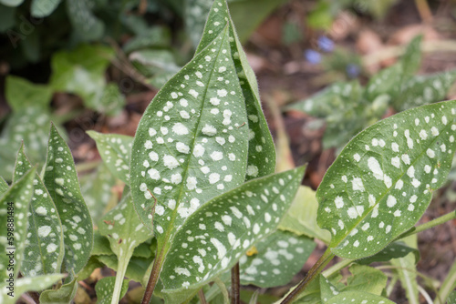 Pulmonaria leaves, Lungwort, green with white spots growing in a rural garden, close-up view photo