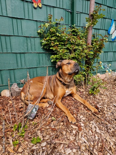 dog in a garden