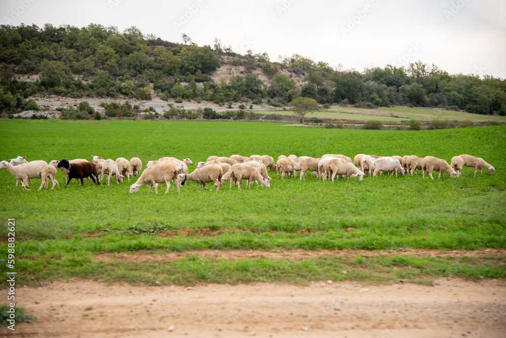 Panoramic view of a flock of white sheep and a black sheep walking on a field of very green grass with a rocky mountain in the background on a sunny day. Panoramic view of a flock of white sheep and a black sheep walking on a field of very green grass with a rocky mountain in the background on a sunny day.