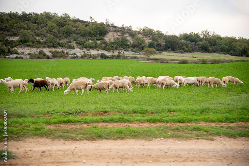 Panoramic view of a flock of white sheep and a black sheep walking on a field of very green grass with a rocky mountain in the background on a sunny day.