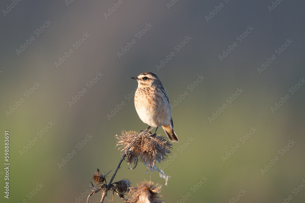Fototapeta premium Braunkehlchen