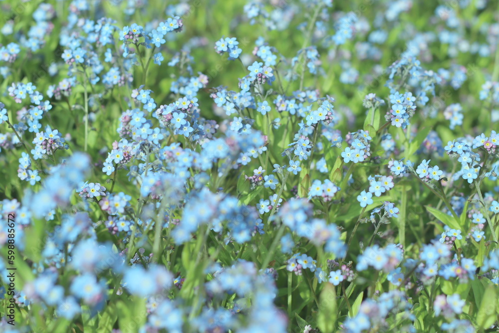 Selective focus defocus of field of blue flowers abstract background banner. Flower's name forget me not small little blue purple.