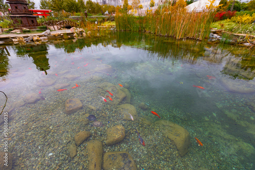 Fototapeta Naklejka Na Ścianę i Meble -  Colorful fish in the lake.