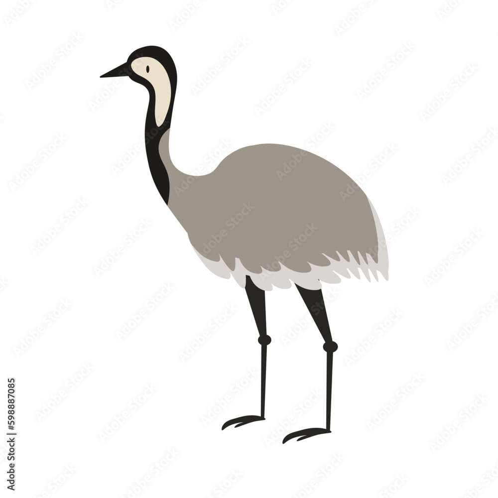Australian native animal Emu, brown large flightless bird walking in side angle view, flat style vector illustration isolated on white background EPS