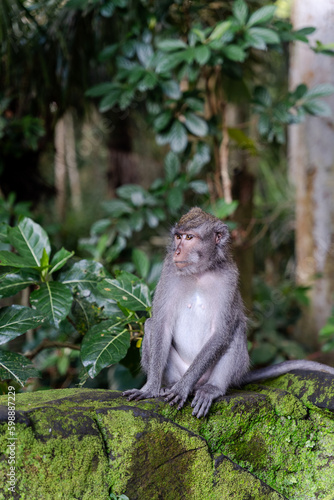 Portrait of one monkey at Sangeh monkey forest in Bali near Ubud village. Indonesia