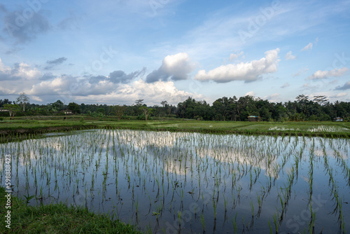 Obraz na plátně A ricefield in Bali, Indonesia with blue sky and clouds