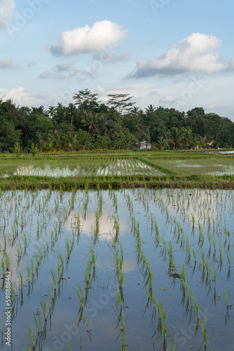 A ricefield in Bali, Indonesia with blue sky and clouds photo