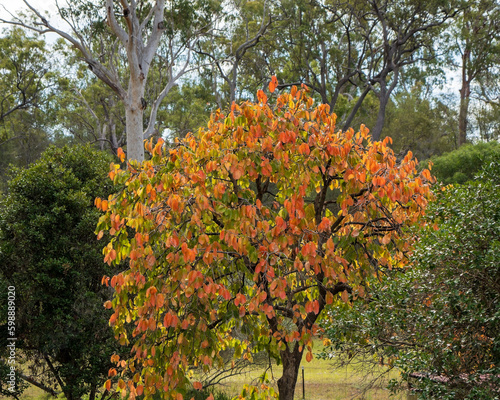 Persimmon tree in autumn. Queensland, Australia