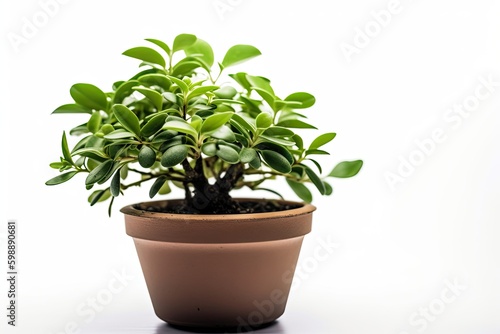 Plant in a pot on white background Generative AI