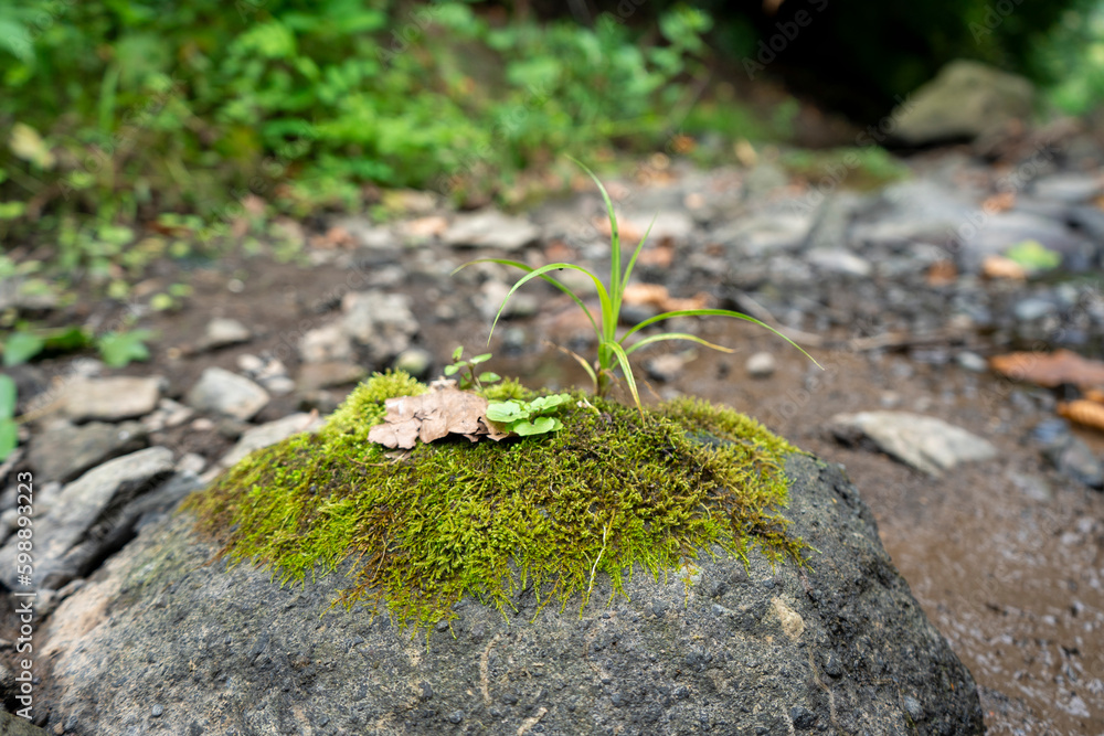 Green mossy stone, blurred background, natural concept, can add products, selected area, natural stone Green mossy stone, blurred background, natural concept, can add products, selected area, natural stone