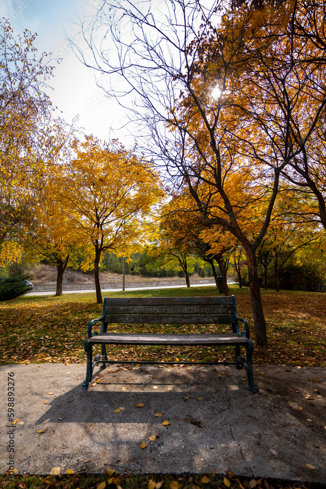 Empty bench in park with yellowed leaves in autumn