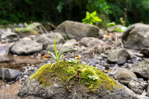 Green mossy stone, blurred background, natural concept, can add products, selected area, natural stone