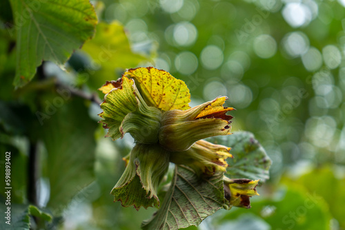 Hazelnuts with leaves on the tree, close-up, young hazelnuts, green hazelnuts, blurred background